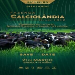56º Leilão Virtual Girolando Fazenda Calciolândia