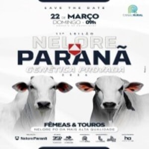 11º Leilão Virtual Nelore Paranã - Fêmeas e Touros