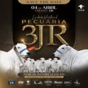 Leilão Virtual Pecuária 3JR - Nelore PO