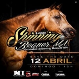 1° Leilão Shinning Beaver MA