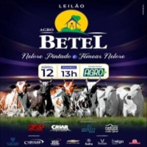 Leilão Virtual Agro Betel - Fêmeas