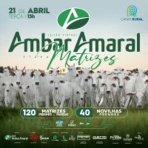 Leilão Virtual Ambar Amaral - Etapa Matrizes