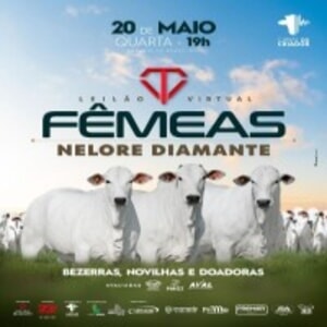Leilão Virtual Fêmeas Nelore Diamante