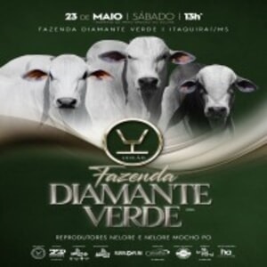 Leilão Virtual Fazenda Diamante Verde
