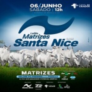 Leilão Matrizes Santa Nice 2026