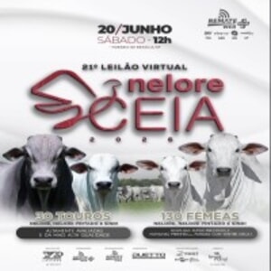 21º Leilão Nelore Ceia