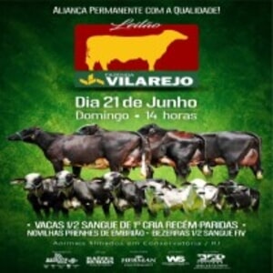 Leilão Fazenda Vilarejo - Girolando