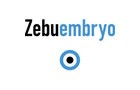 Zebuembryo