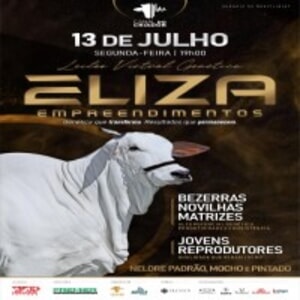 Leilão Virtual Nelore Eliza Empreendimentos