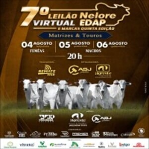 7º Leilão Nelore EDAP - Touros