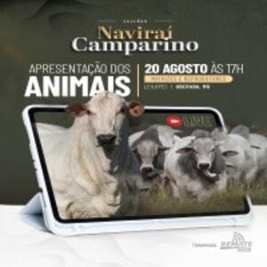 LIVE | Leilões Naviraí Camparino - Apresentação de Animais