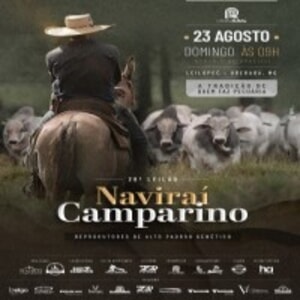28º Leilão Naviraí Camparino - Reprodutores