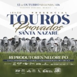 Leilão Presencial Touros Provados Santa Nazaré