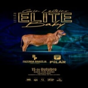 Leilão Elite Baby Gir Leiteiro