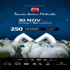 Leilão Virtual Touros Jovens Matinha