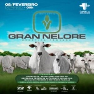 Leilão Virtual Gran Nelore - Genética Provada