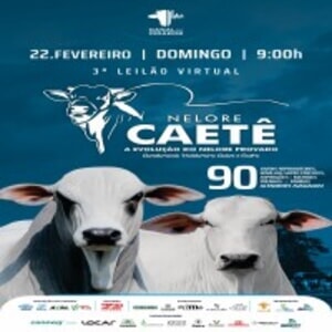 Leilão Virtual Nelore Caetê